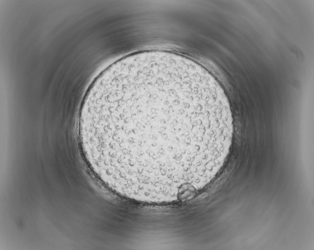 X0000110881044200907301429