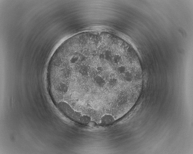 X0000110881091200907301429