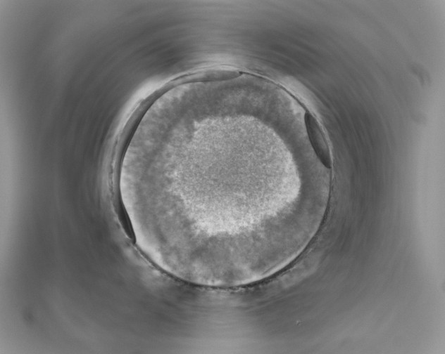 X0000110881104200907301428