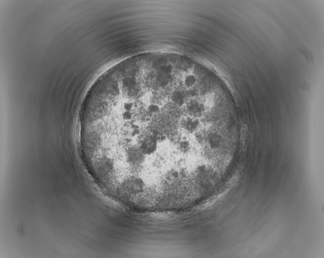 X0000110881125200907301428