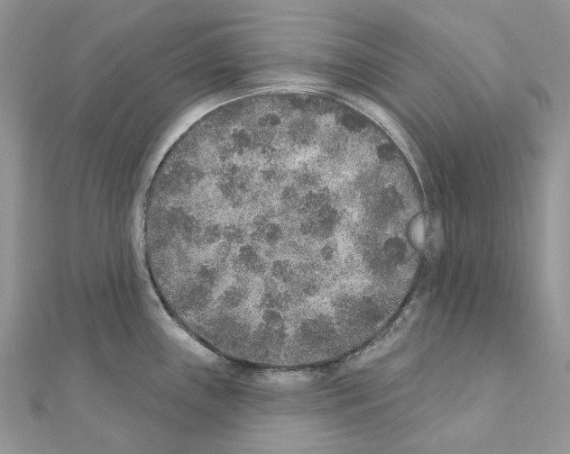 X0000110881243200907301427