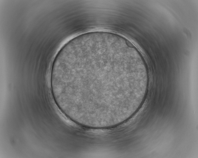 X0000110881246200907301427