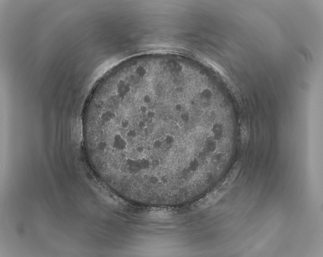 X0000110881267200907301426