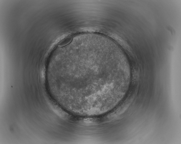 X0000110890064200907021526