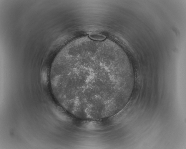 X0000110890074200907021526