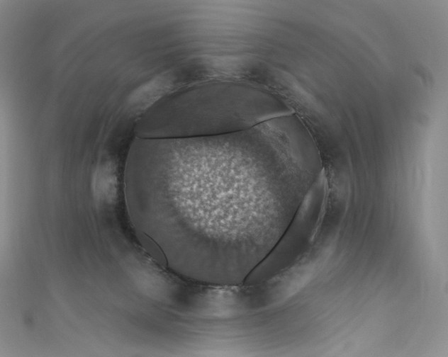 X0000110890080200907021526