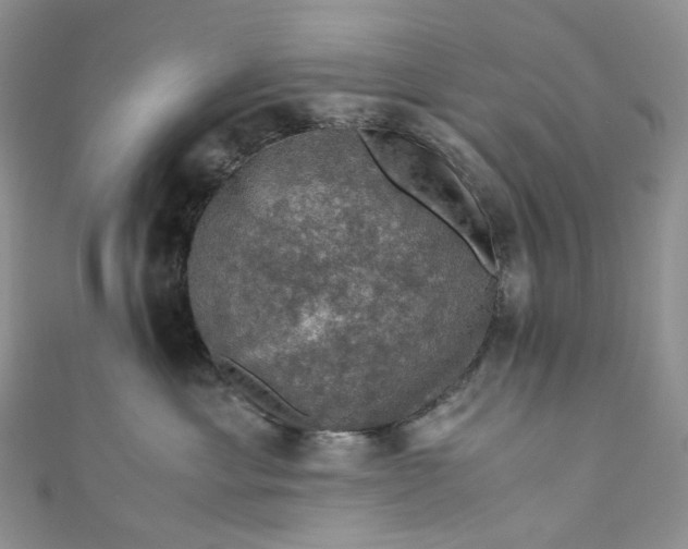 X0000110890429200907021521