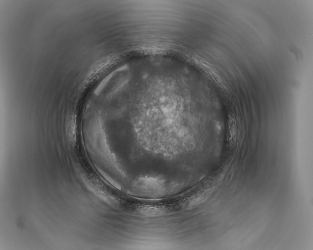 X0000110890494200907021520