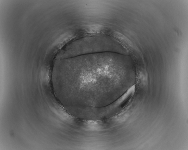 X0000110890566200907021519