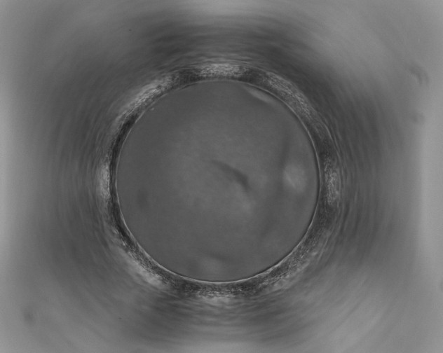 X0000110890729200907021516