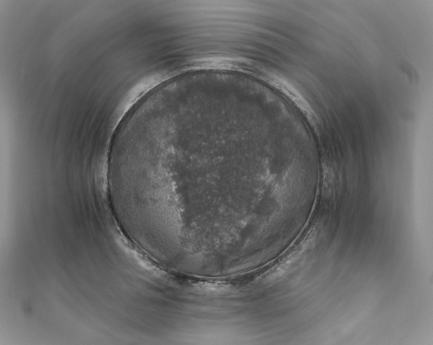 X0000110890994200907021513