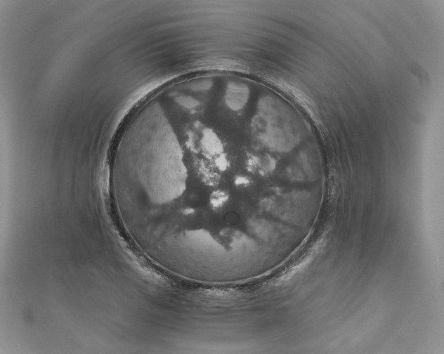 X0000110891125200907021512