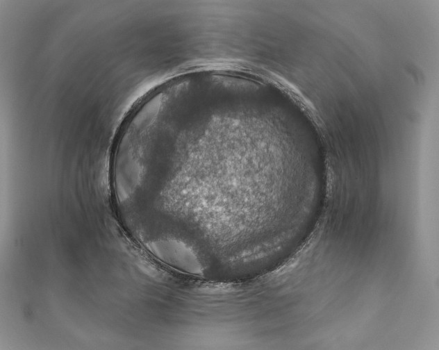 X0000110891174200907021511