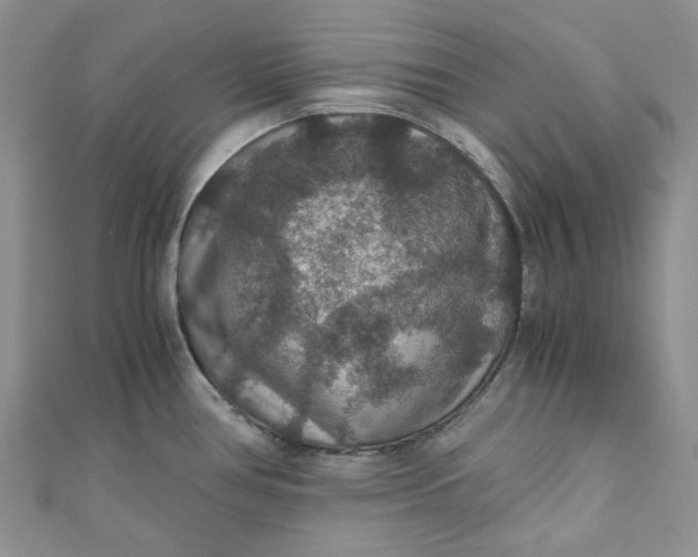 X0000110891386200907021508