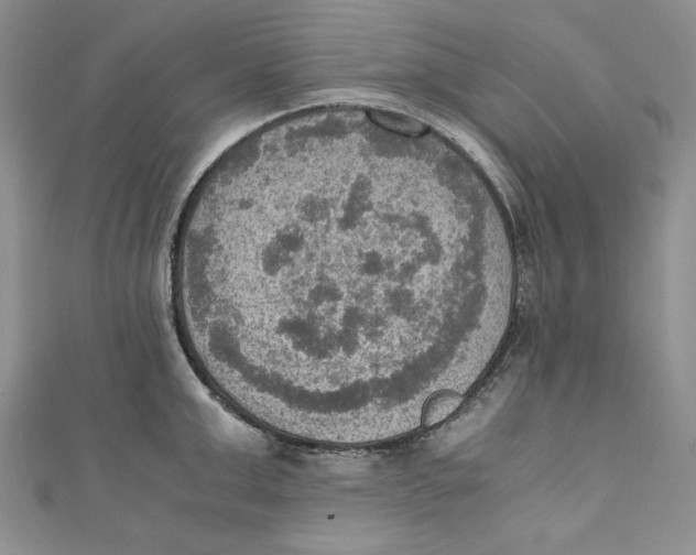 X0000110890999200907091350