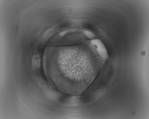 X0000110890080200907161537