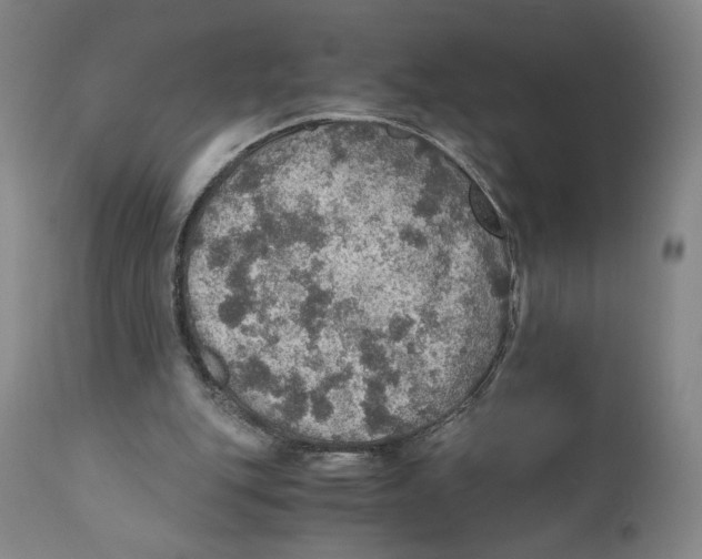 X0000110890151200907161534