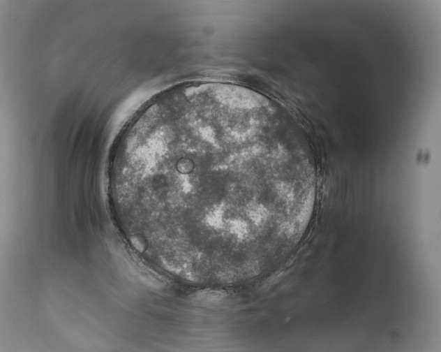 X0000110890294200907161532