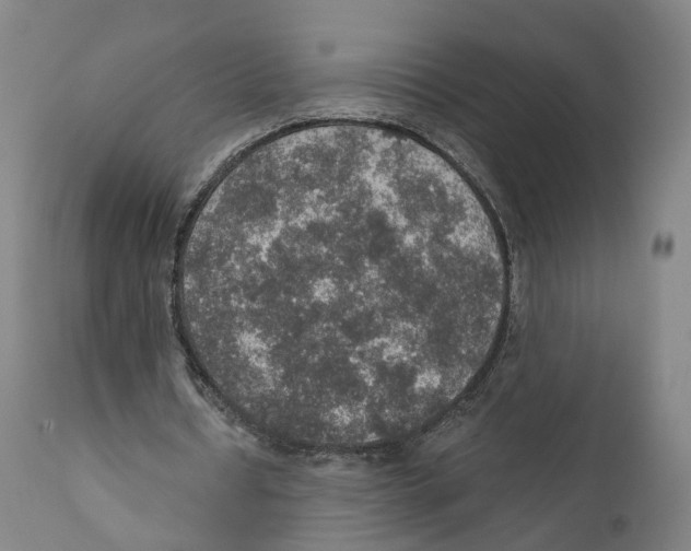 X0000110890434200907161529