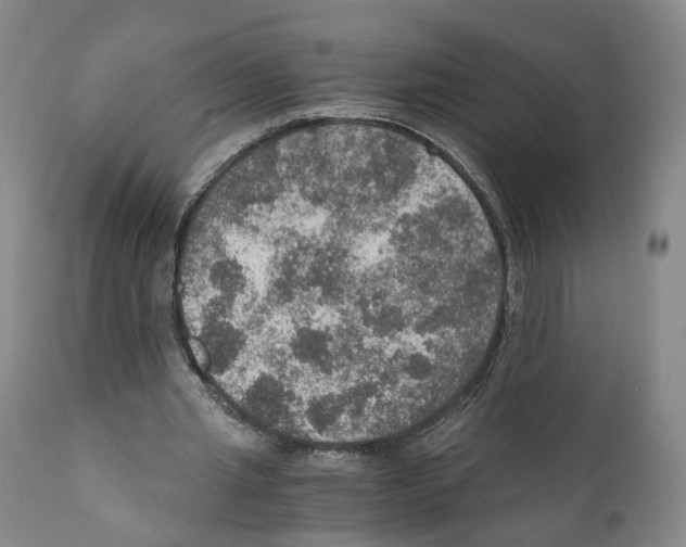 X0000110890437200907161529