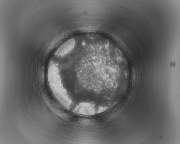 X0000110890494200907161529