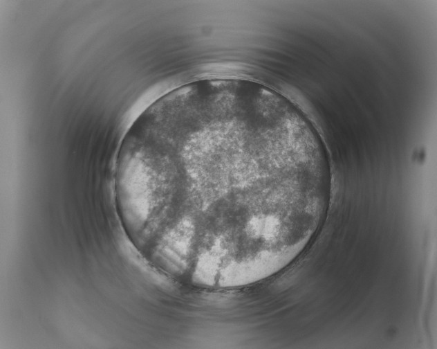 X0000110891386200907161516