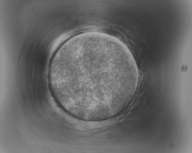 X0000110890006200907301554