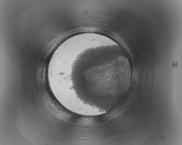 X0000110890110200907301552