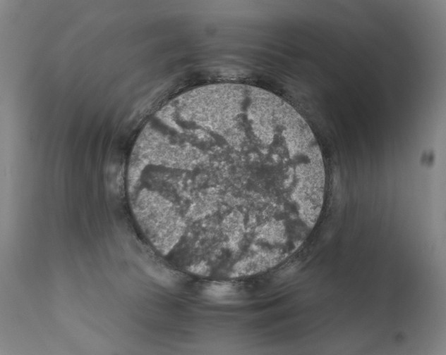 X0000110890177200907301551
