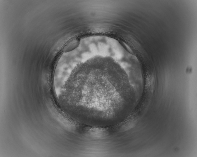 X0000110890444200907301546