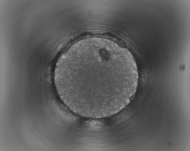 X0000110890512200907301545