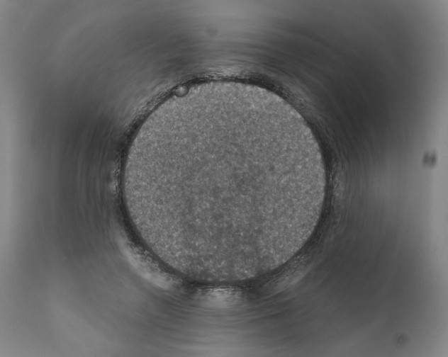 X0000110890546200907301545