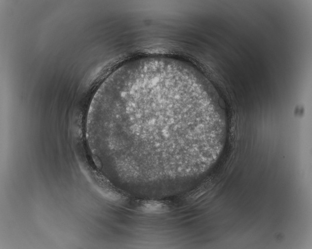 X0000110890547200907301545