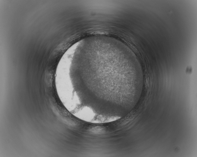 X0000110890551200907301545