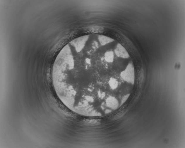X0000110890553200907301545