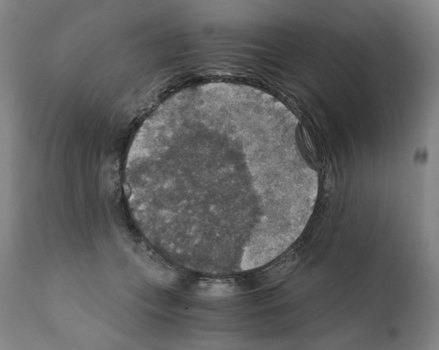 X0000110890559200907301545