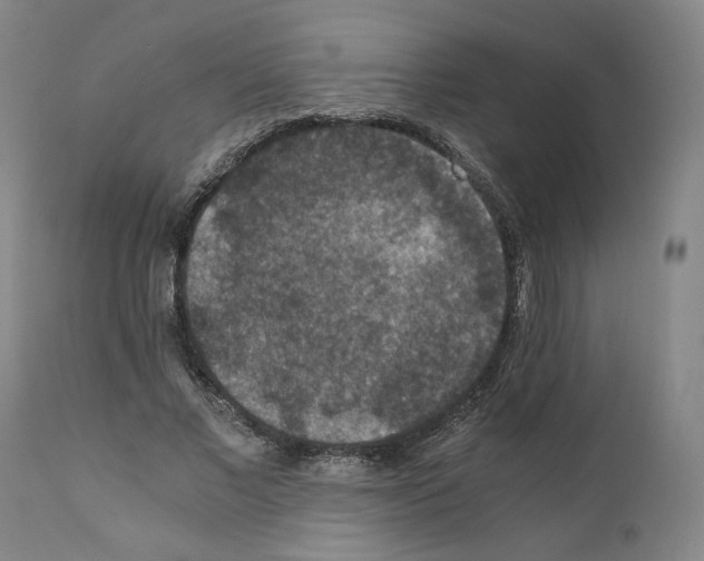 X0000110890685200907301543