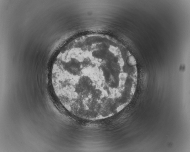 X0000110890734200907301542