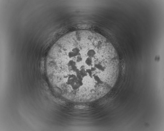 X0000110890745200907301542