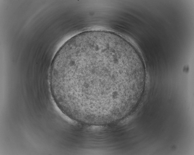 X0000110890847200907301540