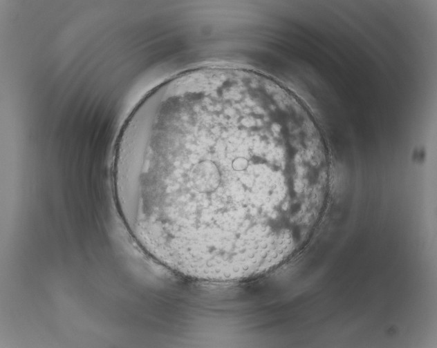 X0000110890856200907301541