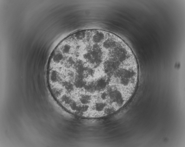 X0000110890949200907301539