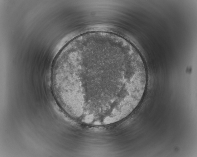 X0000110890994200907301538