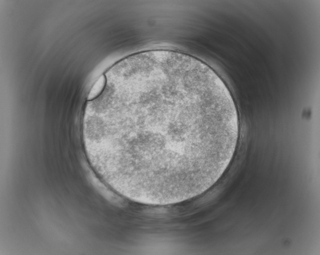 X0000110891054200907301538