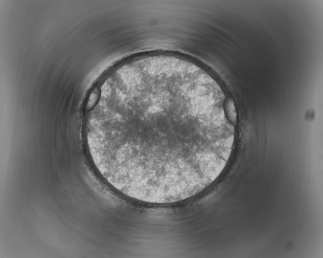 X0000110891118200907301535
