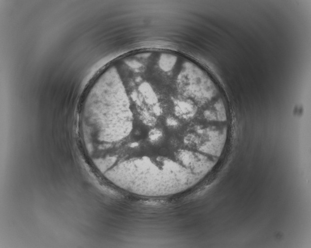 X0000110891125200907301535