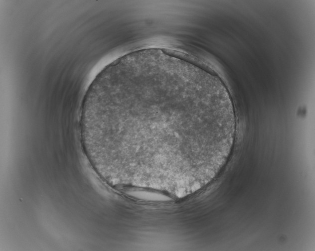 X0000110891146200907301536