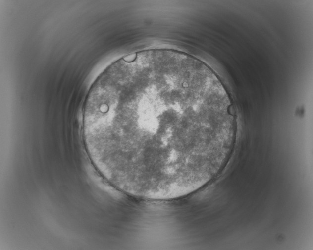 X0000110891198200907301534