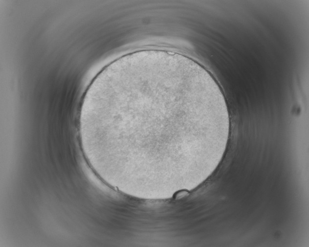 X0000110891531200907301530