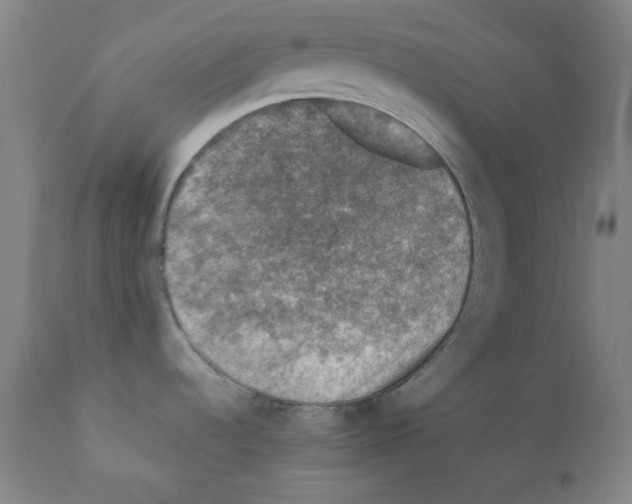 X0000110891536200907301530